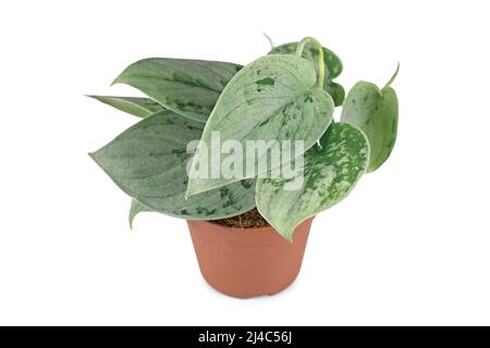 Exotische Zimmerpflanze 'Scindapsus Pictus silvery Ann' in Topf auf weißem Hintergrund Stockfoto