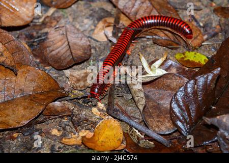 Madagascan Fire Millipede, Präs. Aphistogoniulus Corallipes in Masoala, Madagaskar Tierwelt, Afrika Stockfoto