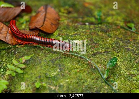 Madagascan Fire Millipede, Präs. Aphistogoniulus Corallipes in Masoala, Madagaskar Tierwelt, Afrika Stockfoto