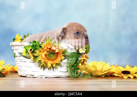 Kleiner französischer Bulldog-Welpe, der in einem weißen Korb mit Sonnenblumen liegt Stockfoto