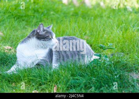 Porträt einer grau-weißen Katze, auf einer grünen, grasbewachsenen Oberfläche, die von der Morgensonne beleuchtet wird. Stockfoto
