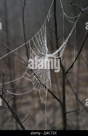 Ein zerbrochenes Spinnennetz auf dunklen Ästen, bedeckt mit Frost an einem kalten Morgen mit braunem, trockenem Grasgrund Stockfoto