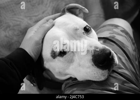 Traurige Augen eines weißen Pitbull-Hundes, der den Kopf auf das Knie einer Person legt und auf die Kamera schaut Stockfoto