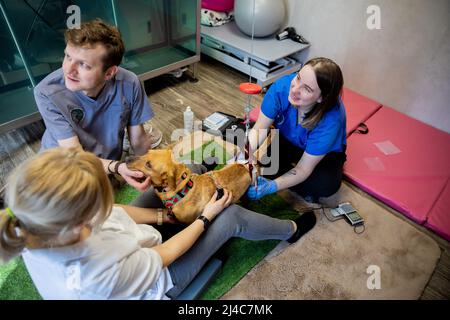 Przemysl, Polen. 12. April 2022. Hund Vira erhält eine Elektrodenstimulationstherapie von Marta Dominiak-Drelicharz (l unten), Tierpfleger, Jakub Kotowicz (M), Tierarzt, und Mirella Nowak (r), Physiotherapeutin, in der Tierklinik „Ada“. Die Hündin Vira wurde vor zwei bis drei Jahren durch eine Kugel in der Wirbelsäule im Donbas verletzt. Da die chirurgische Entfernung zu gefährlich ist, sollen verschiedene Therapien die Funktion der Hinterbeine stimulieren. (To dpa: 'How a shot Dog from Ukraine learns to walk in Poland') Quelle: Christoph Soeder/dpa/Alamy Live News Stockfoto