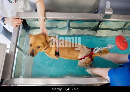Przemysl, Polen. 12. April 2022. Hund Vira erhält Gehtherapie in einem Wasserbecken mit eingebautem Laufband von Marta Dominiak-Drelicharz (l), Tierpflegerin, und Mirella Nowak (r), Physiotherapeutin, in der Tierklinik Ada. Die Hündin Vira wurde vor zwei bis drei Jahren durch eine Kugel in der Wirbelsäule im Donbas verletzt. Da eine chirurgische Entfernung zu gefährlich ist, sollten verschiedene Therapien die Funktion der Hinterbeine stimulieren. (To dpa: 'How a shot Dog from Ukraine learns to walk in Poland') Quelle: Christoph Soeder/dpa/Alamy Live News Stockfoto