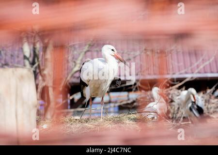 Przemysl, Polen. 12. April 2022. Verletzte Störche auf dem Gelände der Tierklinik „Ada“. Quelle: Christoph Soeder/dpa/Alamy Live News Stockfoto