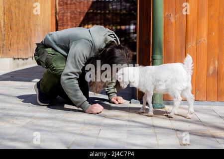 Przemysl, Polen. 12. April 2022. Przemyslaw Grzadziel, Tierpfleger, stößt sich auf dem Gelände der Tierklinik 'Ada' mit dem einen Monat alten ziegenbock Sasha auf den Kopf. Billy Goat Sasha kam aus dem Gebiet um die ukrainische Stadt Lemberg mit beschädigten Vorderhufen. Mit den schiefen Beinen konnte er am Euter nicht trinken. Unter anderem wurden mit Hilfe von Schienen seine Vorderbeine begradigt, so dass er wieder gehen konnte. In der Klinik in Przemysl, Polen, behandeln Tierärzte und Tierpfleger kranke und verletzte Tiere aus der Ukraine. Quelle: Christoph Soeder/dpa/Alamy Live News Stockfoto