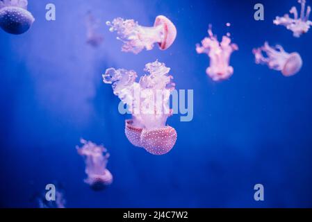 Quallen unter Wasser. Australisch gefleckte Quallen schwimmen in tiefblauem Wasser. Unterwasserleben in Meeresquallen. Schöne Qualle, medusa in neo Stockfoto