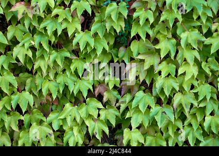 Handgemachte Steinwand mit Efeu-Blättern bedeckt.Texturen, grüne Farbe, Vorderansicht, Teppich aus Blättern Stockfoto