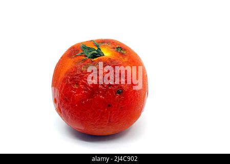 Nahaufnahme der verwöhnten Tomate mit Schimmel auf weißem Hintergrund. Vorderansicht eine verdorbene rote Tomate mit schimmelig faltiger Haut. Stockfoto