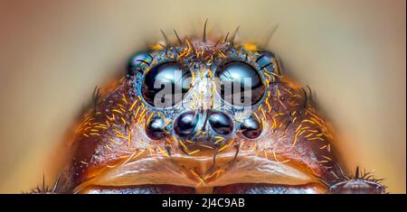 Gruselige Augen der Bodenwolf-Spinne, Trochose terracola, Nahaufnahme Makro-Foto Stockfoto