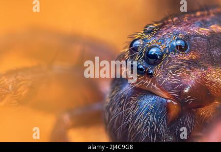 Gruselige Augen der Bodenwolf-Spinne, Trochose terracola, Nahaufnahme Makro-Foto Stockfoto