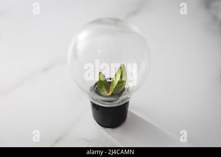 Ideen für Nachhaltigkeit und Umwelt, Glühbirne mit perfekt grünen V-förmigen Blättern, die darin wachsen Stockfoto