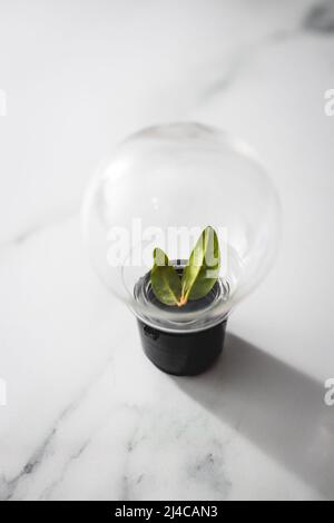 Ideen für Nachhaltigkeit und Umwelt, Glühbirne mit perfekt grünen V-förmigen Blättern, die darin wachsen Stockfoto