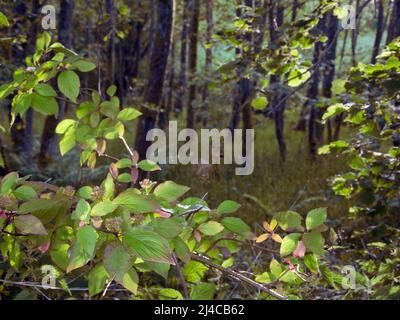Junger Rodee mitten im heimischen Wald Stockfoto