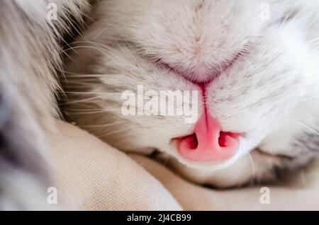 Nahaufnahme einer weißen Katze. Makrofoto der Nase einer roten Katze. Das Konzept der Haustierpflege, Behandlung der Atmungsorgane bei Hauskatzen. Stockfoto