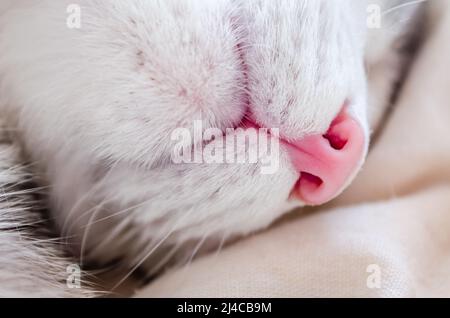 Nahaufnahme einer weißen Katze. Makrofoto der Nase einer roten Katze. Das Konzept der Haustierpflege, Behandlung der Atmungsorgane bei Hauskatzen. Stockfoto