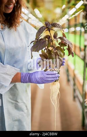 Beschnittene Ansicht von Frauenhänden, die kulinarische Kräuter mit Blattpflanze halten. Gärtnerin in Gummi-Gartenhandschuhen mit Basilikum in den Händen im Gewächshaus stehend. Stockfoto