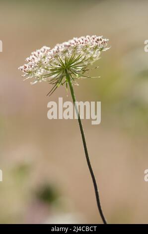 Daucus carota, auch bekannt als Wildkarotte, Vogelnest, Bischofsspitze oder Königin Annes Spitze Stockfoto