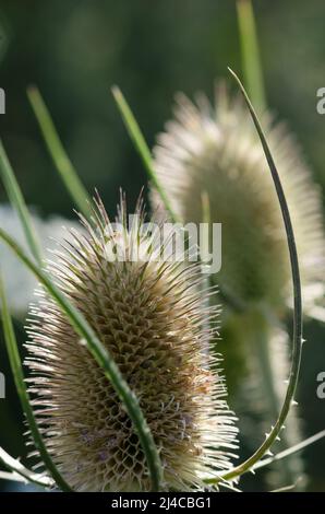 Dipsacus fullonum, bekannt als Wildteelpflanze Stockfoto