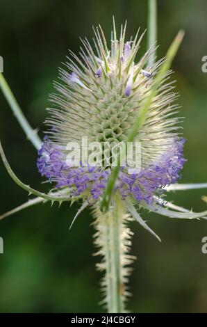 Dipsacus fullonum, bekannt als Wildteelpflanze Stockfoto