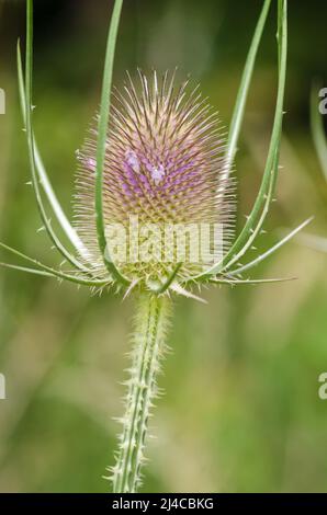 Dipsacus fullonum, bekannt als Wildteelpflanze Stockfoto