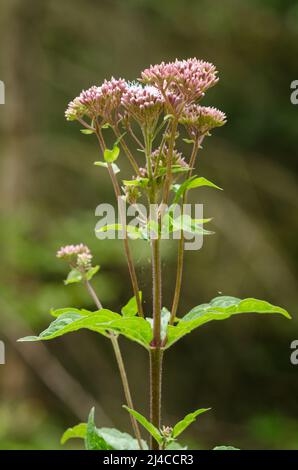 Eupatorium cannabinum, bekannt als Hanf-Agrimonie oder heiliges Seil Stockfoto