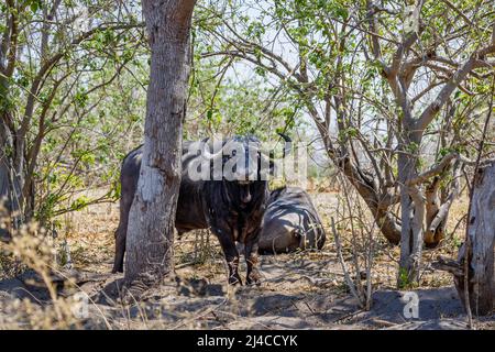 Eine herrliche männliche Büffel, Syncerus caffer, starrt aus hinter einem Baum, Kalahari, Okavango Delta, Botswana, Südafrika Stockfoto