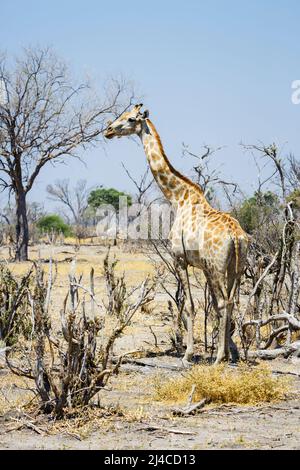 Eine angolanische Giraffe (Giraffa Plancius) blättert in trockenen Macchia-Land im Okavango Delta, Botswana, Südafrika Stockfoto