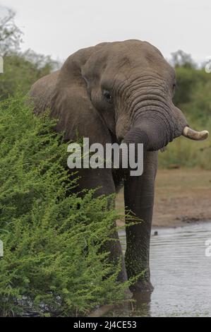 Afrikanischer Elefant mit Stoßzähnen im Kruger-Nationalpark Stockfoto