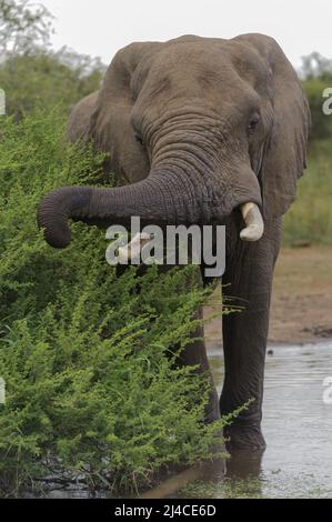 Afrikanischer Elefant mit Stoßzähnen im Kruger-Nationalpark Stockfoto