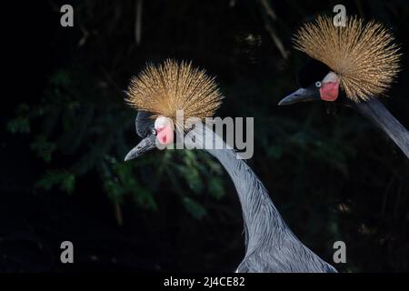 Schöner Vogel, zwei Graukronenkrane mit blauem Auge und rotem Wattle, Kopfprofil vor dunklem, natürlichem Hintergrund. Hochwertige Fotos Stockfoto