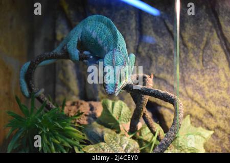 Das Pantherchamäleon (Furcifer pardalis) ist eine Chamäleonart, die im östlichen und nördlichen Teil Madagaskars in einem tropischen Waldbiom gefunden wird. Stockfoto