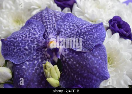 Ein wunderschön gestalteter Strauß aus weißen Chrysanthemen und Vanda Sansai Blue Orchid Blumen und Rosen. Draufsicht, Nahaufnahme. Stockfoto