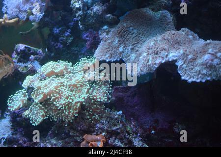 Anemone Magie auf dem Riff. Unterwasseranemone. Stockfoto