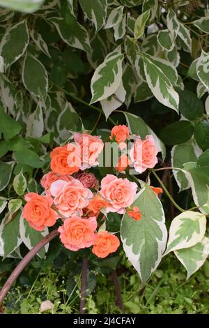 Schöne Rosen und Orangenrosen im Garten. Blühende Rosen. Auf dem Baum im Blumengarten blühen orangefarbene Rosen, ein Symbol der Liebe. Orangefarbenes Ro Stockfoto
