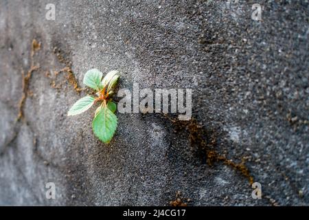 Eine Nahaufnahme einer kleinen grünen Pflanze, die auf einer mit Algen bedeckten Betonwand wächst. Stockfoto