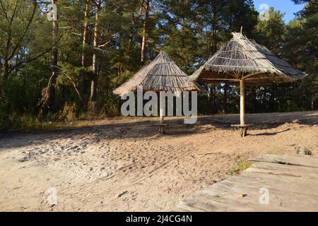 Einsamer Sandstrand am Fluss im Fichtenwald. Wachsende Nadelbäume und Sanddünen am Flussufer bei Sonnenuntergang. Sonnenlicht, Abend. Idyllisches lan Stockfoto