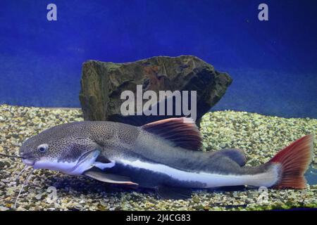 Rotschwanzwels (Phractocephalus hemioliopterus). Wildes Tier. Stockfoto