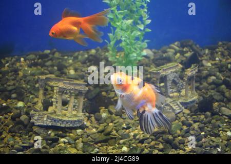 Süßwasseraquariumfische, Goldfische aus Asien im Aquarium.der Goldfisch auf chinesischem Schild bringt Wohlstand und Viel Glück. Goldfisch mit feinem Beautifu Stockfoto