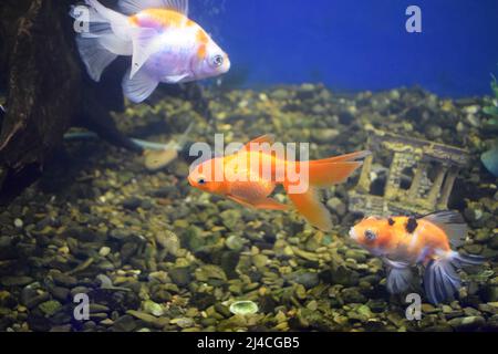 Süßwasseraquariumfische, Goldfische aus Asien im Aquarium.der Goldfisch auf chinesischem Schild bringt Wohlstand und Viel Glück. Goldfisch mit feinem Beautifu Stockfoto