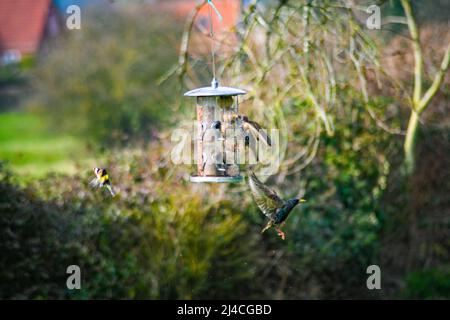 Ein goldfinke, Carduelis carduelis, fliegt auf ein hängendes Vogelfutter zu, mit einem Starling, Sturnus vulgaris isst Suet Balls und im Flug Stockfoto