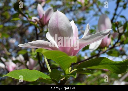 Blühiger Magnolienbaum mit großen rosa Blüten. Nahaufnahme der lila blühenden Magnolie. Schöne Frühlingsblüte für Magnolia Tulpenbäume rosa Blumen. Stockfoto