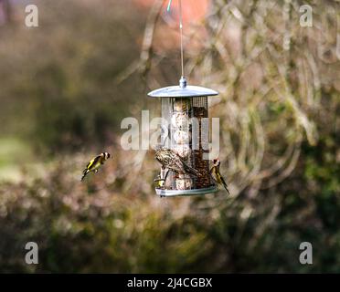 Ein goldfinke, Carduelis carduelis, fliegt auf ein hängendes Vogelfutter zu, mit einem Starling, Sturnus vulgaris, der Suet Balls isst Stockfoto