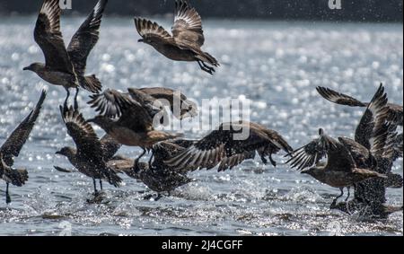 Kriechen Sie zwischen Bonxie- oder großen Skua-Scharen im nordatlantik Stockfoto