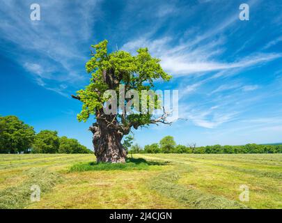 Wiese mit alter knarriger einsamer englischer Eiche (Quercus robur) während der Heuernte im Frühjahr unter blauem Himmel, ehemaligem Heubaum, Naturdenkmal Stockfoto