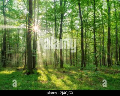 Lichtdurchfluteter natürlicher Buchenwald auf der Finne, Sonne scheint durch das Laub, Burgenlandkreis, Sachsen-Anhalt, Deutschland Stockfoto