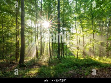 Lichtdurchfluteter natürlicher Buchenwald auf der Finne, Sonne scheint durch das Laub, Burgenlandkreis, Sachsen-Anhalt, Deutschland Stockfoto