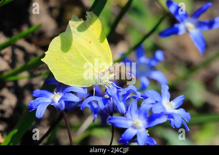 Schwefel (Gonepteryx rhamni) auf einer Sternhyazinthe im Frühjahr, Sachsen, Deutschland Stockfoto