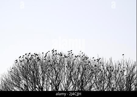 Aaskrähe (Corvus corone) und westliche Dohlen (Corvus monedula), Vögel sammeln sich in der Dämmerung, vor dem Abflug nach Roost, Bottrop, Ruhrgebiet, Norden Stockfoto